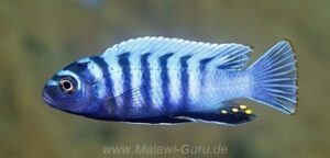 Cynotilapia zebroides 'Pombo Rocks'